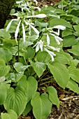 HOSTA PLANTAGINEA