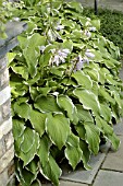 HOSTA SUMMER FRAGRANCE