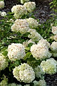 HYDRANGEA PANICULATA LIMELIGHT