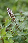 MENTHA CHOCOLATE MINT