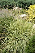 MOLINIA CAERULEA VARIEGATA