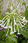 NICOTIANA SYLVESTRIS