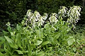 NICOTIANA SYLVESTRIS