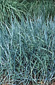 LEYMUS RACEMOSUS,  GRASS,  POACEAE