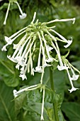 NICOTIANA SYLVESTRIS