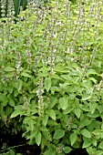 OCIMUM BASILICUM CITRIODORUM