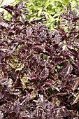 OCIMUM BASILICUM PURPLE RUFFLES,  BASIL