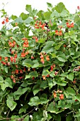 PHASEOLUS COCCINEUS SCARLET EMPEROR,  RUNNER BEAN