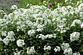 PHLOX PANICULATA DAVID