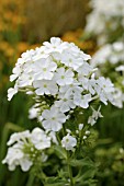 PHLOX PANICULATA DAVID