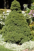 PICEA GLAUCA CONICA