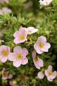 POTENTILLA FRUTICOSA PINK BEAUTY