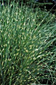 MISCANTHUS SINENSIS STRICTUS,  PORCUPINE GRASS,  POACEAE