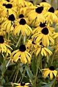 RUDBECKIA FULGIDA VAR. SULLVANTII,   GOLDSTURM