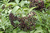 SAMBUCUS CANADENSIS AUREA BERRIES