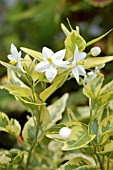 SOLANUM JASMINUM ALBUM VARIEGATUM