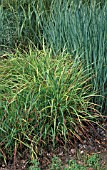 PANICUM VIRGATUM HANSE HERMS,  RED SWITCH GRASS,  POACEAE