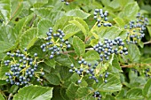 VIBURNUM DENTATUM SYNNESVEDT,  CHICAGO LUSTRE VIBURNUM