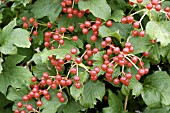 VIBURNUM OPULUS COMPACTUM FRUIT