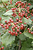 VIBURNUM OPULUS COMPACTUM FRUIT