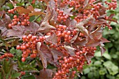 VIBURNUM TRILOBUM HAHS