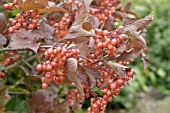 VIBURNUM TRILOBUM HAHS FRUIT