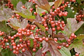 VIBURNUM TRILOBUM HAHS FRUIT