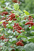 VIBURNUM TRILOBUM WENTWORTH FRUIT