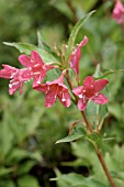 WEIGELA FLORIDA RED PRINCE