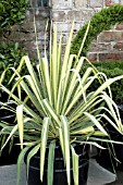 YUCCA FILAMENTOSA GOLDEN SWORD IN CONTAINER