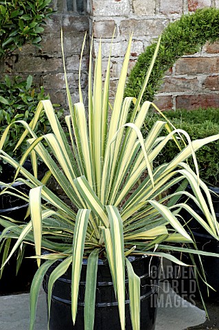 YUCCA_FILAMENTOSA_GOLDEN_SWORD_IN_CONTAINER