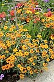 ZINNIA ANGUSTIFOLIA STAR ORANGE