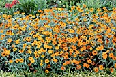 ZINNIA ANGUSTIFOLIA STAR ORANGE