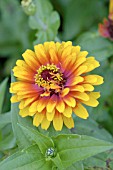 ZINNIA ELEGANS SWIZZLE SCARLET AND YELLOW