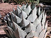 AGAVE PARRYI