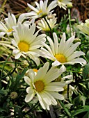 ARGYRANTHEMUM FRUTESCENS VANILLA BUTTERFLY