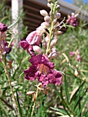 CHILOPSIS LINEARIS BURGUNDY