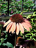 ECHINACEA SUNSET