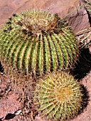 ECHINOCEREUS GRUSONII