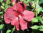 HIBISCUS MOSCHEUTOS CRISTI