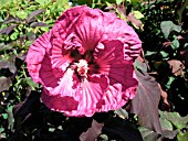 HIBISCUS MOSCHEUTOS PLUM CRAZY