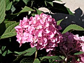 HYDRANGEA MACROPHYLLA ENDLESS SUMMER PINK