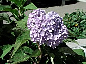 HYDRANGEA MACROPHYLLA ENDLESS SUMMER BLUE