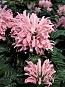 JUSTICIA CARNEA