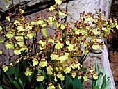 ONCIDIUM ORCHID