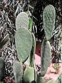 OPUNTIA FICUS-INDICA