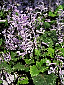 PLECTRANTHUS MONA LAVENDER