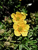 POTENTILLA FRUTICOSA MANGO TANGO