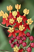 ASCLEPIAS CURASSAVICA RED BUTTERFLIES