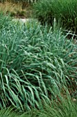 SORGHASTRUM NUTANS SIOUX BLUE,  GRASS,  POACEAE